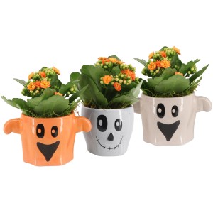 Flammendes Käthchen in Halloween-Keramik, verschiedene Designs. Dekorative Zimmerpflanze im Topf.