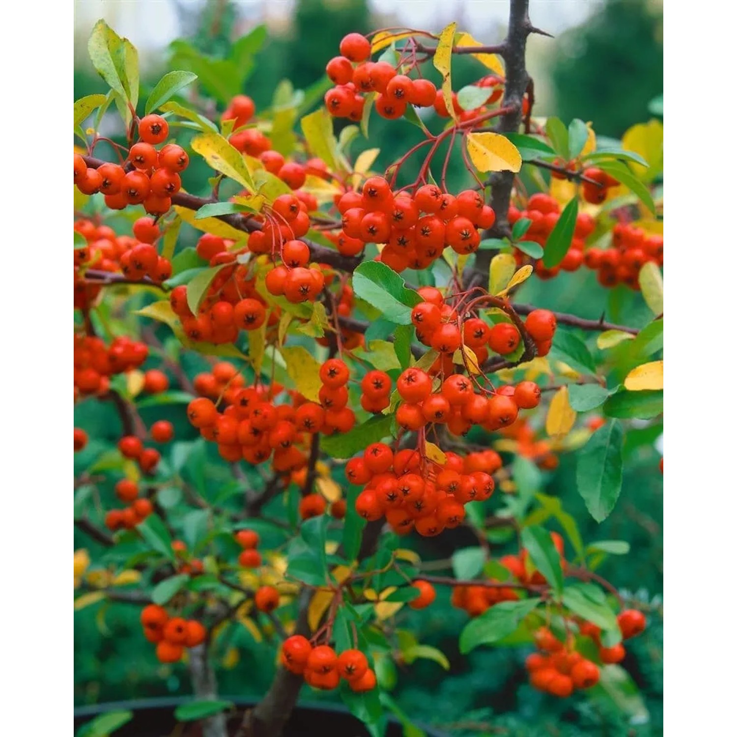 Feuerdorn 'Orange Charmer' mit leuchtend orangefarbenen Beeren, ideal als Heckenpflanze.