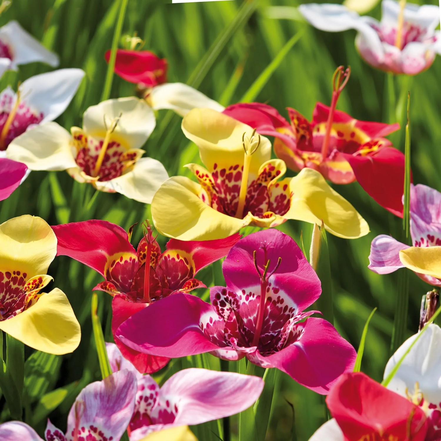 GROW by OBI Tigridia Mischung