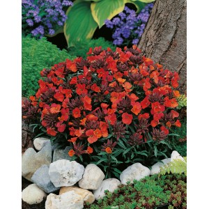 Goldlack 'Constant Cheer' in Rotorange, Topf-Ø 9cm, für Steingärten und Mauerkronen.