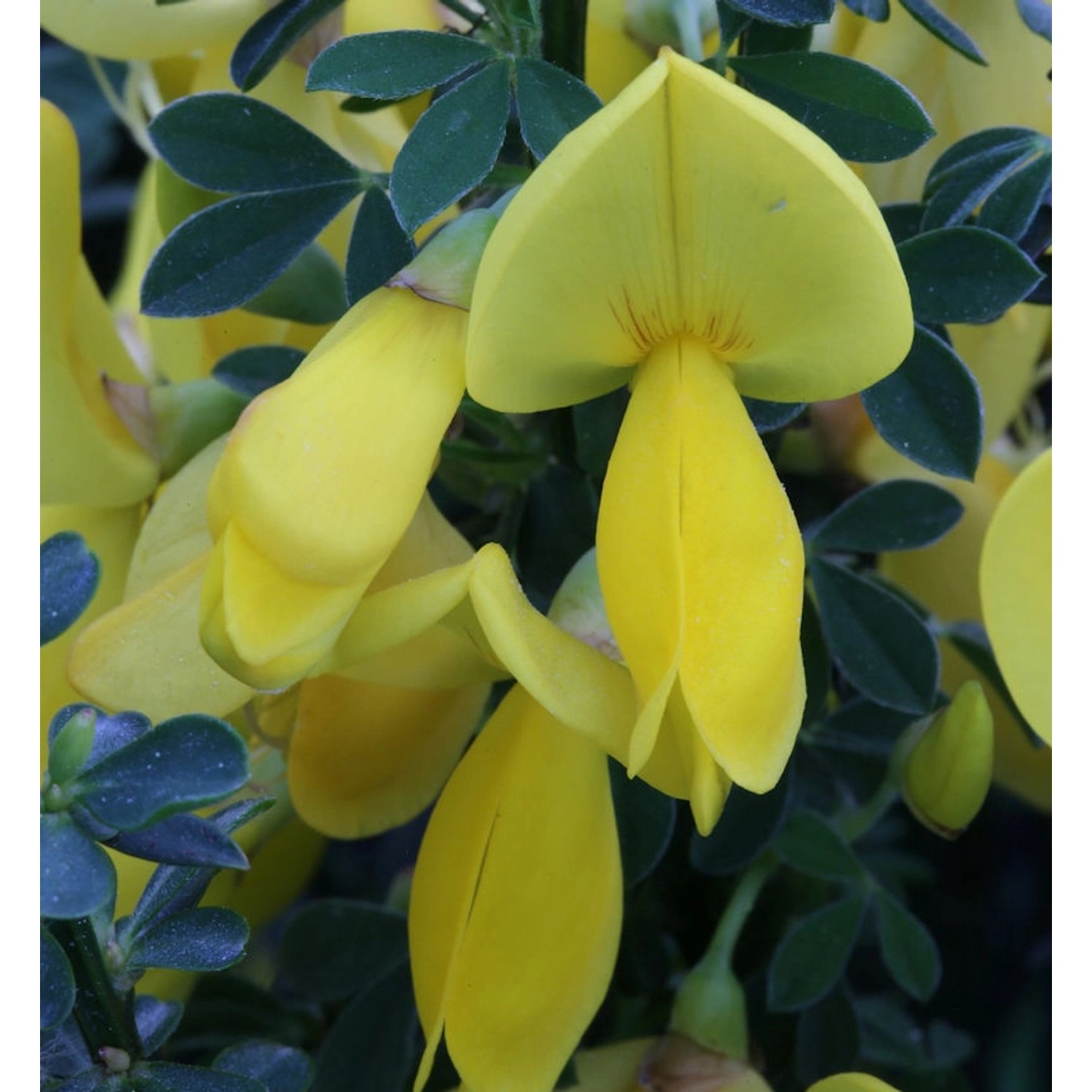 Edelginster Golden Sunlight 40-60cm - Cytisus scoparius günstig online kaufen