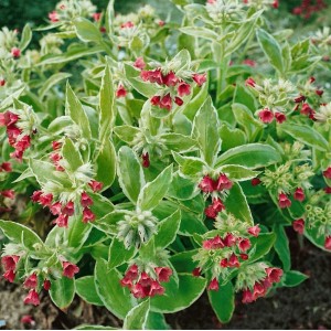Rote Lungenkraut (Pulmonaria rubra) im 9x9 cm Topf mit roten Blüten und grün-weißem Laub.