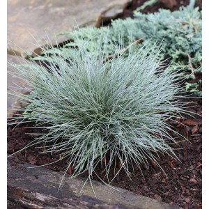 Blauschwingel 'Elijah Blue' Staude mit bläulich-grünen Blättern.