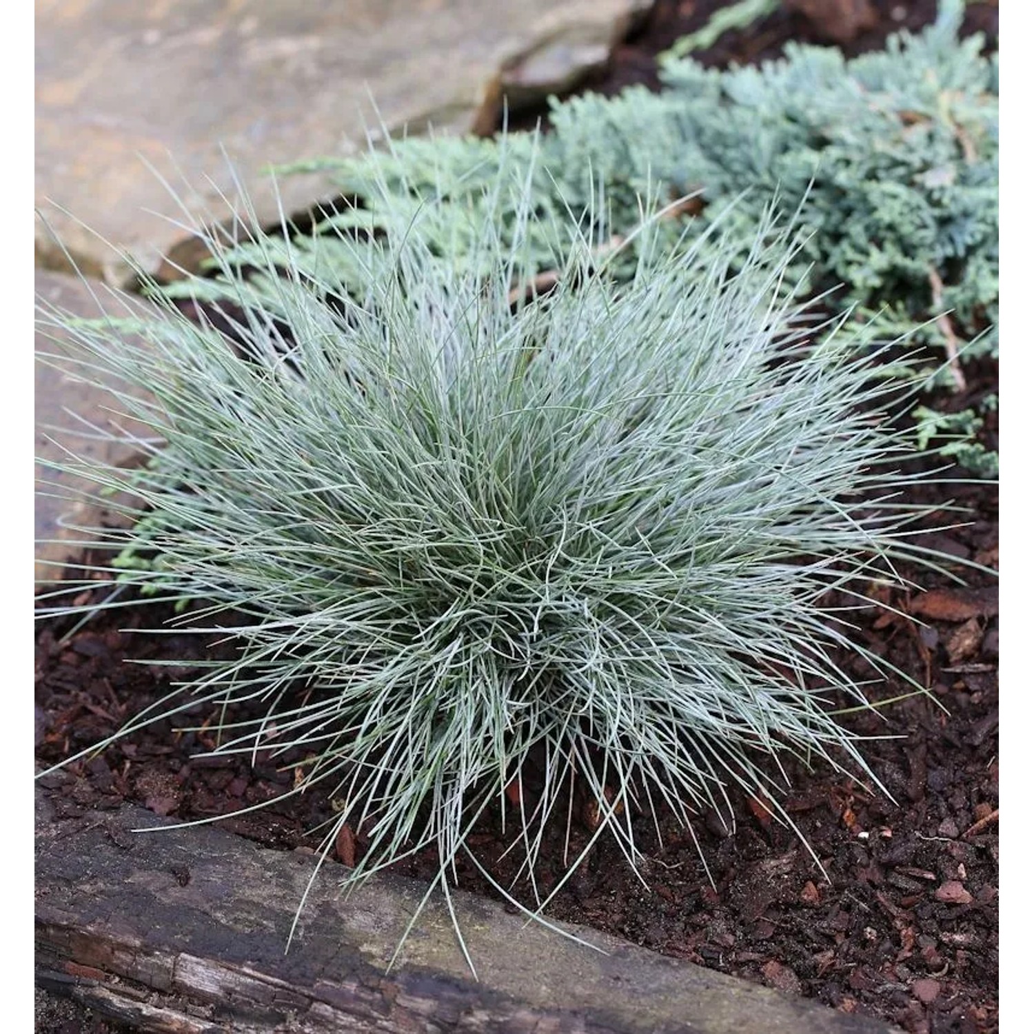 Blauschwingel Elijah Blue - Festuca cinerea