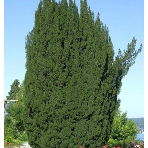 Grüne Säuleneibe (Taxus baccata Fastigiata), 30-40cm, als schmaler, grüner Strauch.