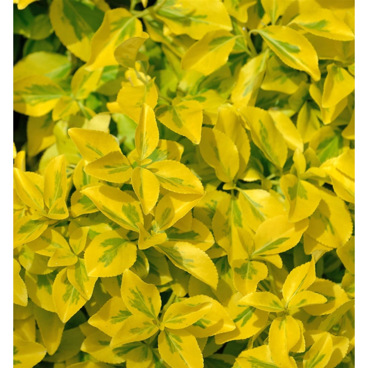 Goldbunte Kriechspindel Emerald Gold 30-40cm - Euonymus fortunei günstig online kaufen