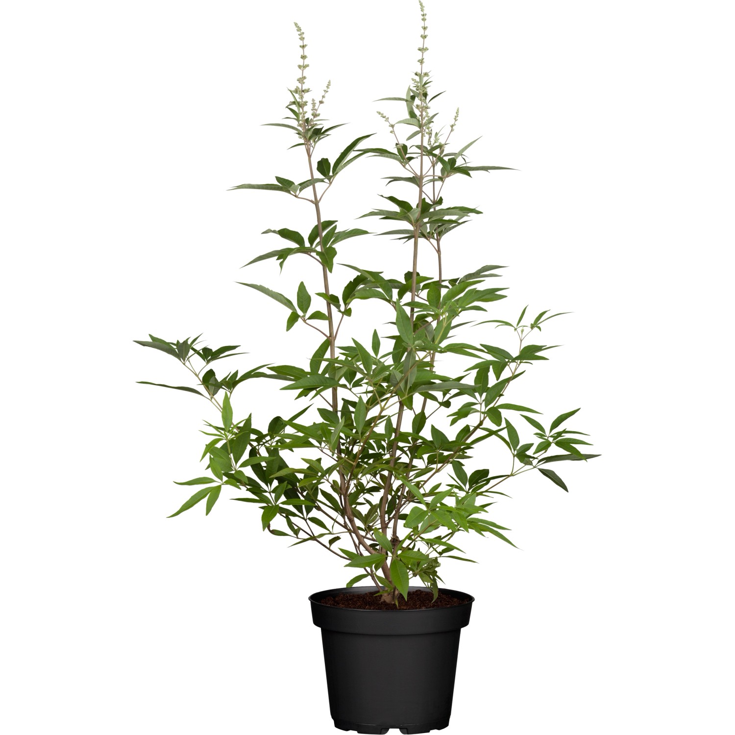 OBI Living Garden Mönchspfeffer Blue Puffball Blau