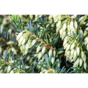 Nahaufnahme der weißen Blütenknospen der Erica Carnea Isabell Schneeheide.