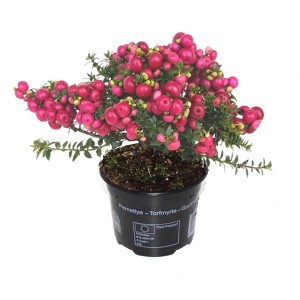 Torfmyrte 'Candy-Lights' im Topf, ca. 10,5 cm Ø, mit rosaroten Früchten. Dekorative Sommerpflanze für Beet, Balkon und Terrasse.