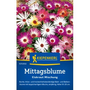 Kiepenkerl Mittagsblume Eiskraut Mischung: Farbenfrohe, strahlenförmige Blüten in Weiß, Rosa, Lila und Gelb.