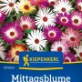 Kiepenkerl Mittagsblume Eiskraut Mischung: Farbenfrohe, strahlenförmige Blüten in Weiß, Rosa, Lila und Gelb.