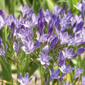 Nahaufnahme der blauen GROW by OBI Brodiaea Queen Fabiola Blumenzwiebeln.
