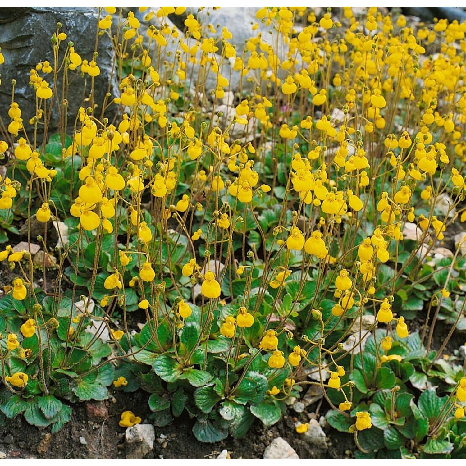 Calceolaria Biflora Ca. 9x9 cm Topf günstig online kaufen