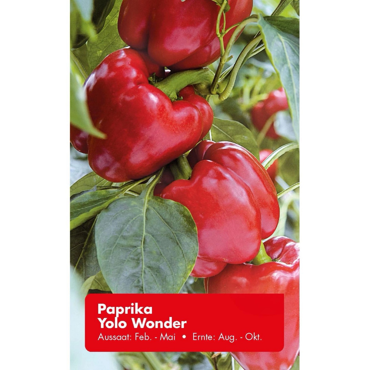 Paprika Yolo Wonder