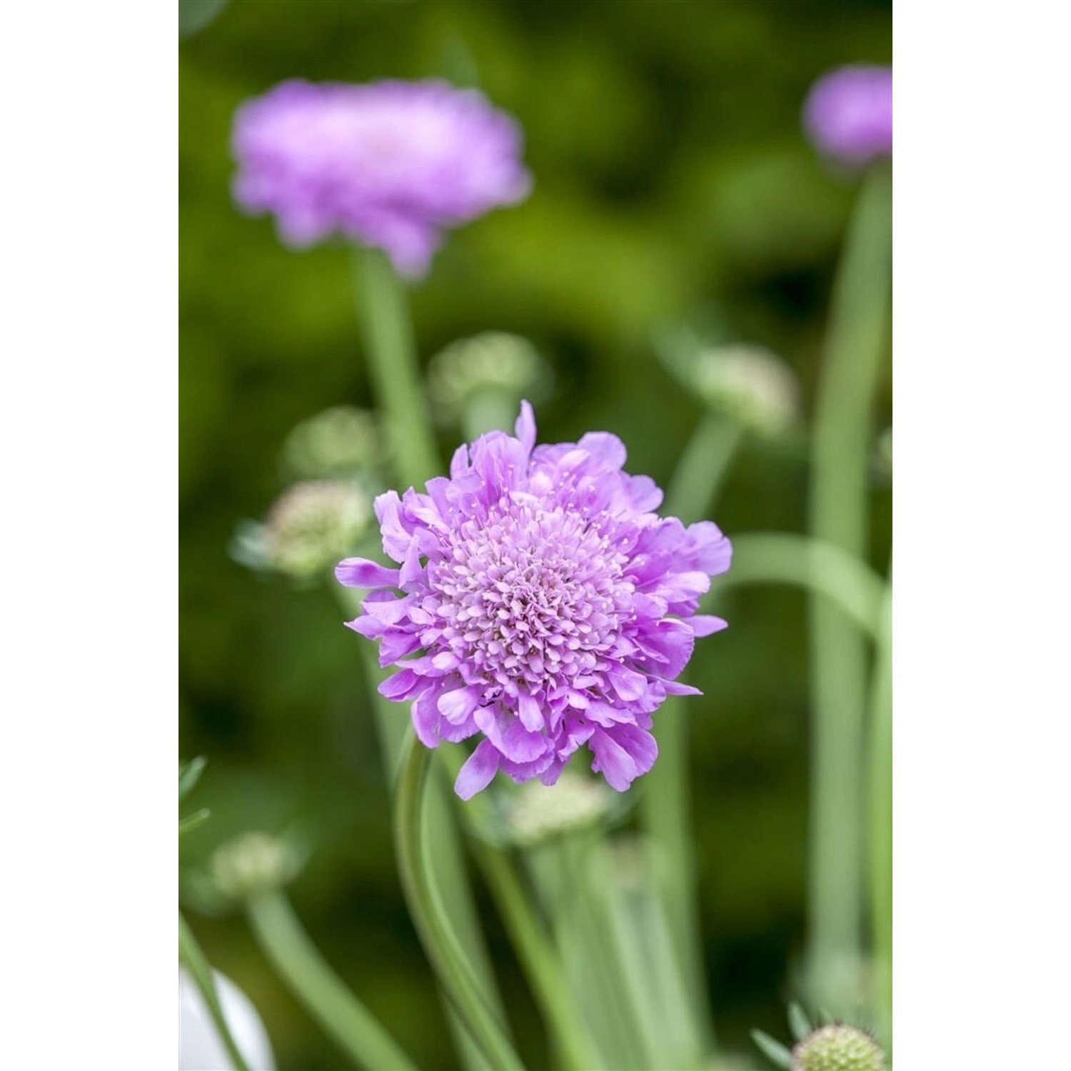 Nahaufnahme der Tauben-Skabiose 'Pink Mist' mit zarten rosa Blüten, ideal für Steingärten.