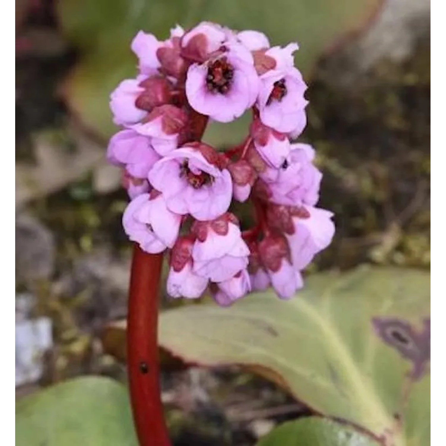 Bergenie Herbstblüte - Bergenia cordifolia