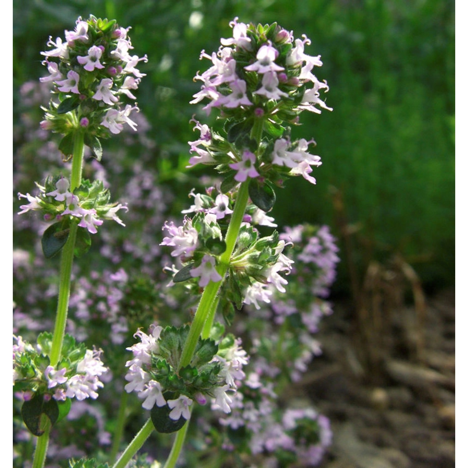 Zitronenthymian Bertram Anderson - Thymus citriodorus günstig online kaufen