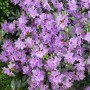 Zwerg-Rhododendron Impeditum Ramapo mit lila Blüten, ca. 20-25 cm hoch.