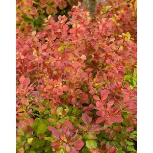 Berberitze Orange Ice: Strauch mit orangefarbenen Blättern, ca. 30–40 cm hoch.