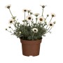 Marokkanische Margerite 'Weiß' im Topf (Ø 12cm). Hübsche, weiße Blüten mit dunkler Mitte.