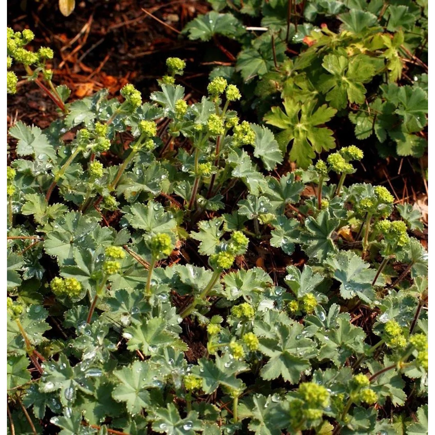 Frauenmantel gelb - großer Topf - Alchemilla erythropodea