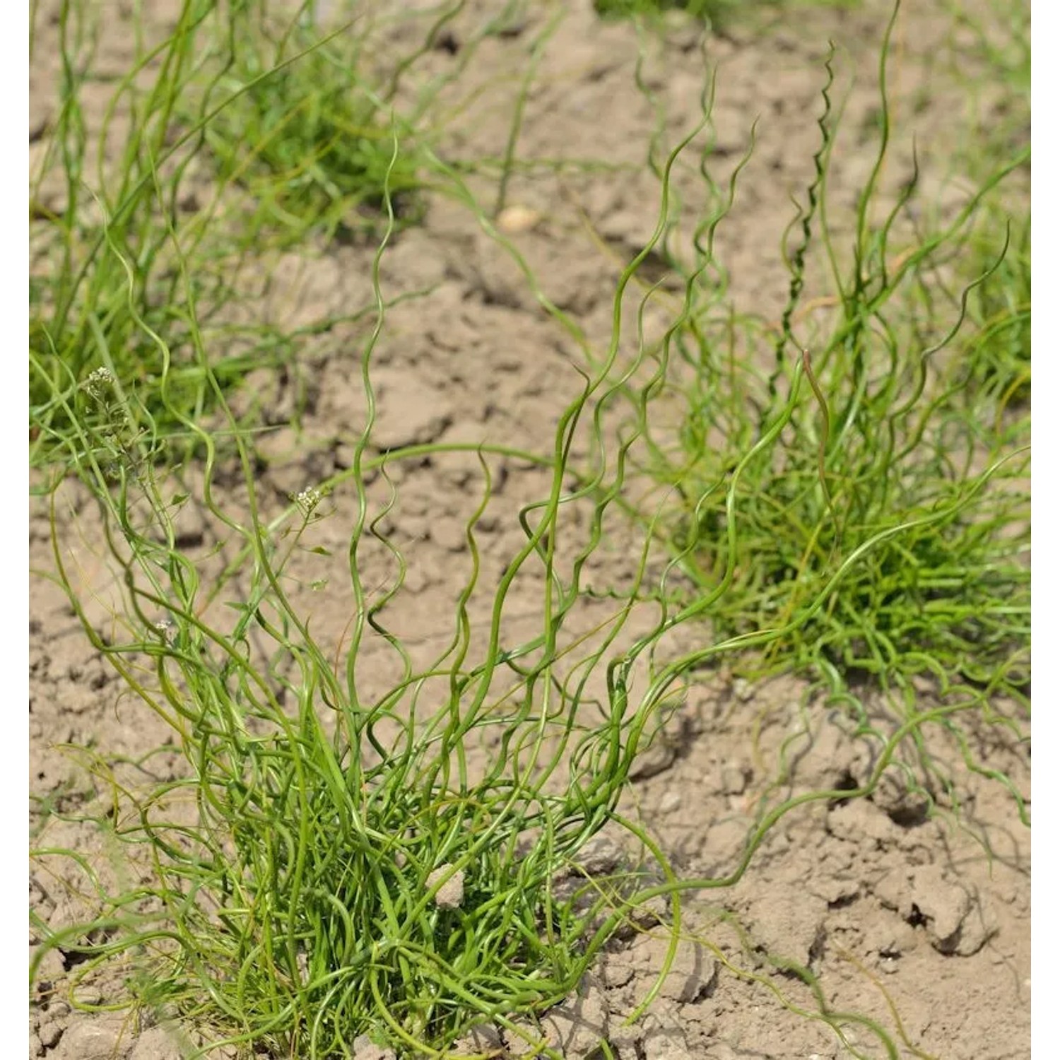 Flatterbinse Spiralis - Juncus effusus