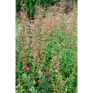 Agastache Barberi Firebird im 11x11 cm Topf, rote Blüten, grüne Blätter. Staude für sonnige Standorte.