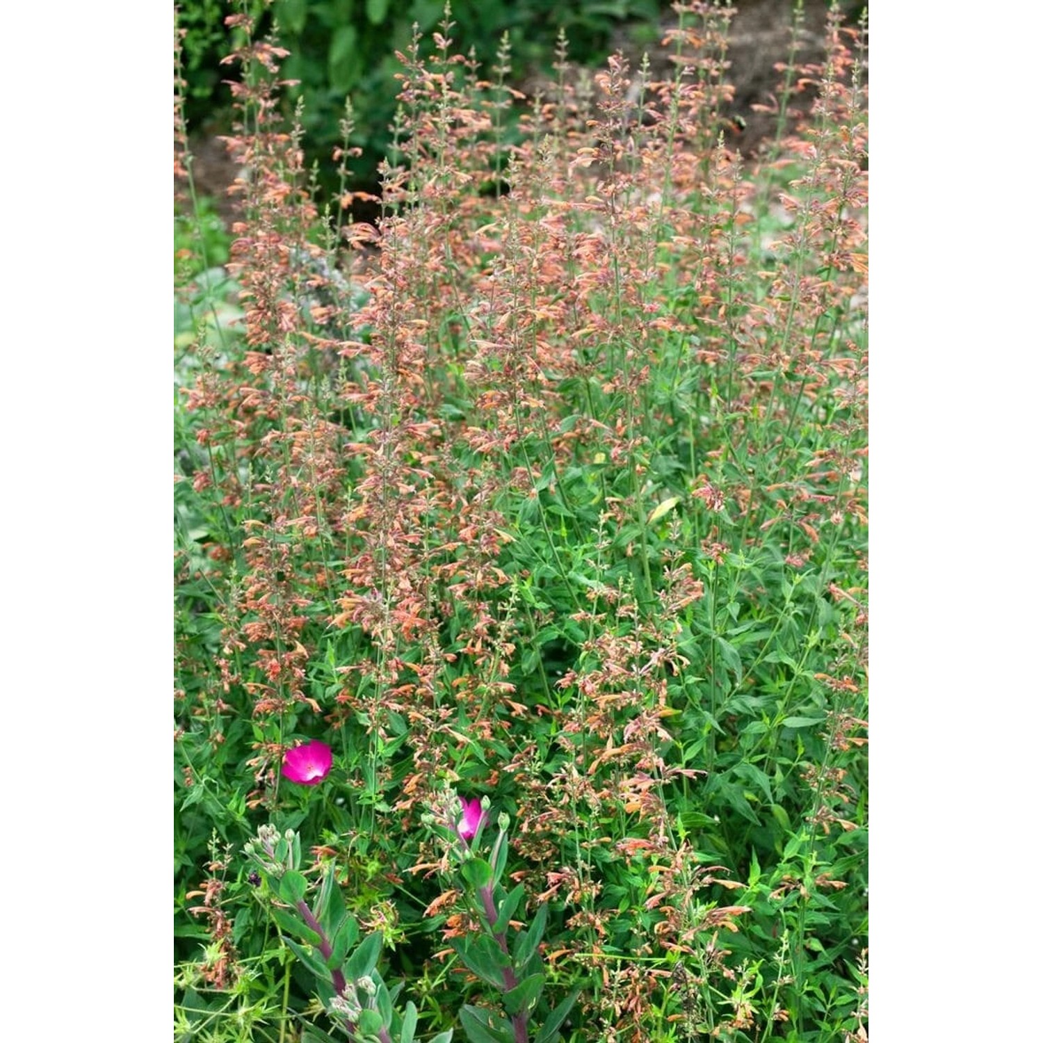 Agastache Barberi Firebird Anisysop Ca. 11x11 cm Topf günstig online kaufen