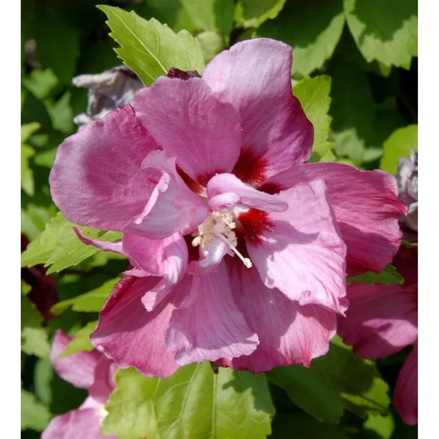Hochstamm Garteneibisch Pink Giant 40-60cm - Hibiscus syriacus