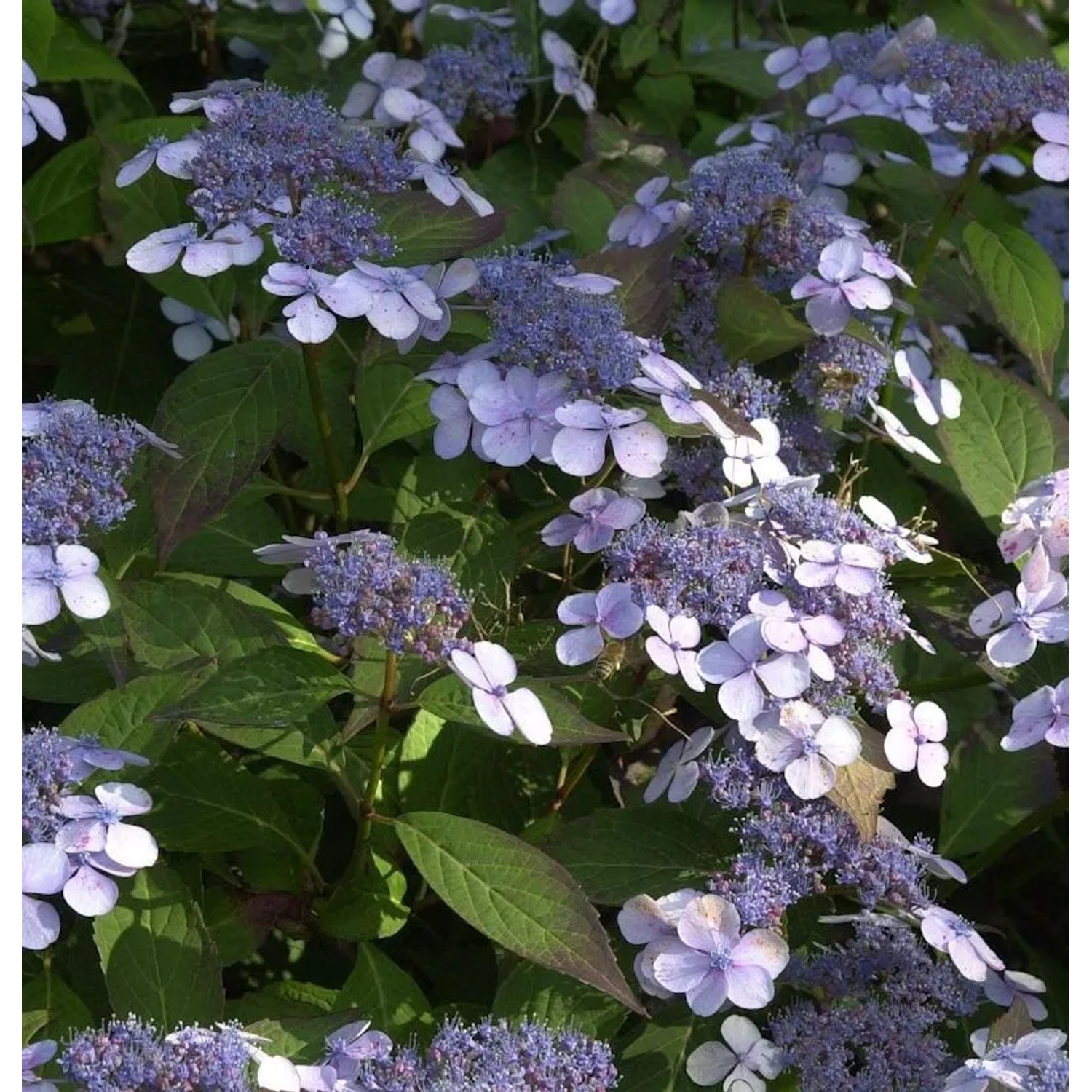 Teller Hortensie Blue Deckle 30-40cm - Hydrangea serrata