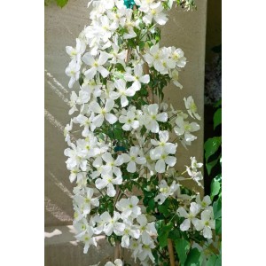 Üppige, weiße Clematis Montana Grandiflora Berg-Waldrebe (40–60 cm) als Kletterpflanze.