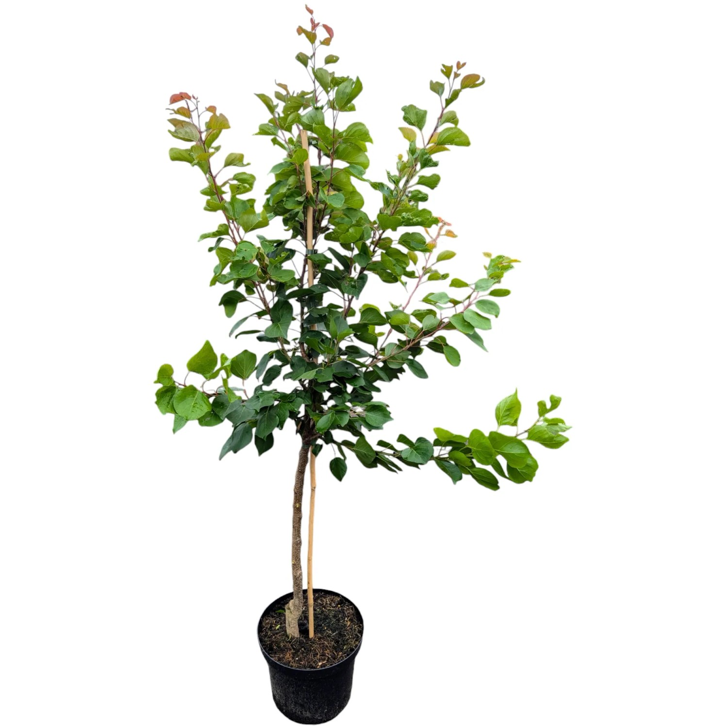 Apirkose Klosterneuburger Marille 100 - 120 cm Prunus armeniaca