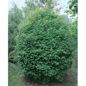 Kompakter, kugeliger Feldahorn (Acer Campestre Annys Globe) mit grünen Blättern und 200 cm Stammhöhe.