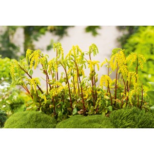 Goldgelbes Goldtröpfchen (Chiastophyllum oppositifolium) im 9 cm Topf.