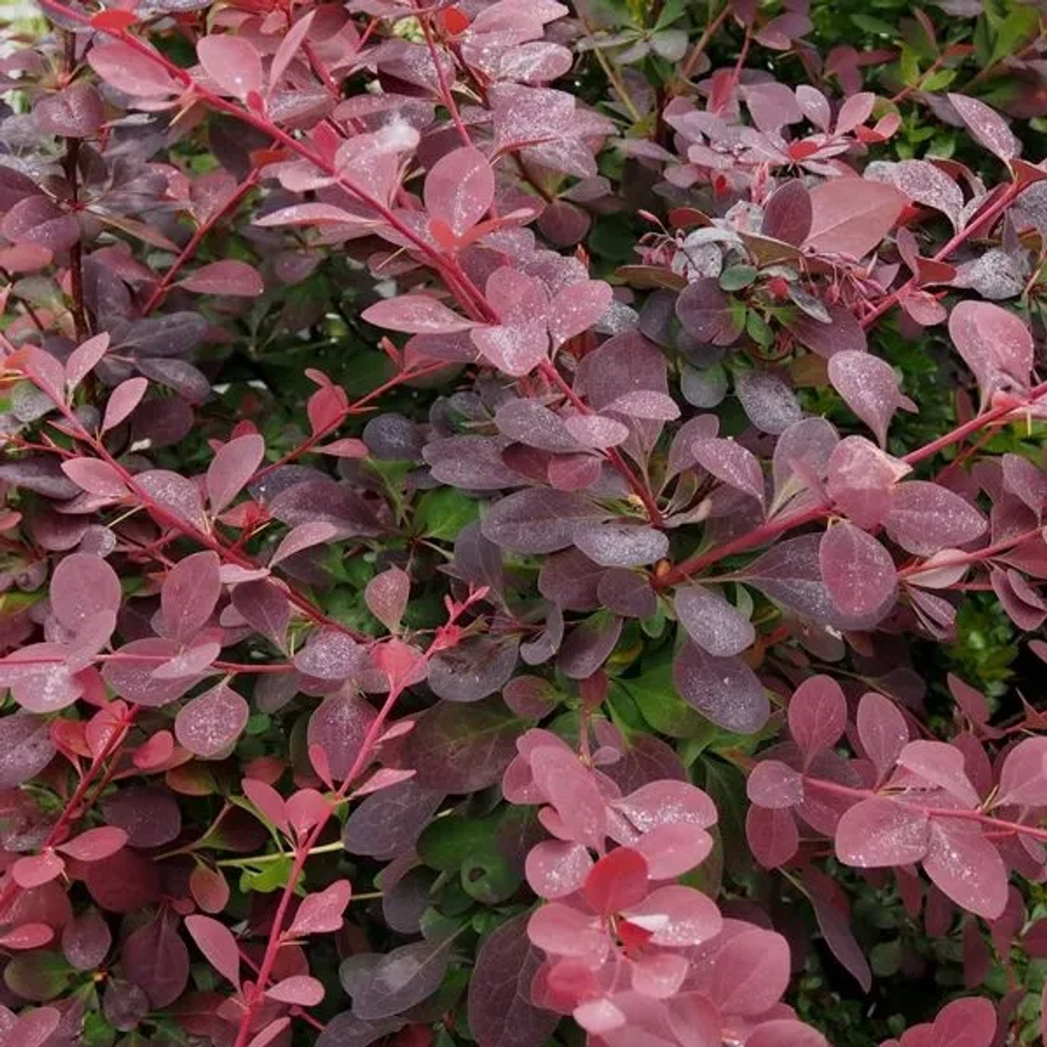 Berberitze 'Auricoma' Berberis × ottawensis 40 bis 50 cm im Container Dunkelrotes Laub