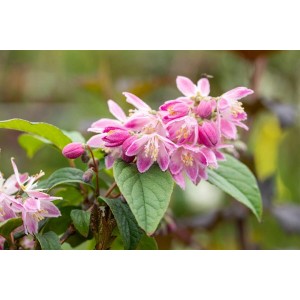 Nahaufnahme des rosa blühenden Maiblumenstrauchs 'Tourbillon Rouge' im 3L Topf.