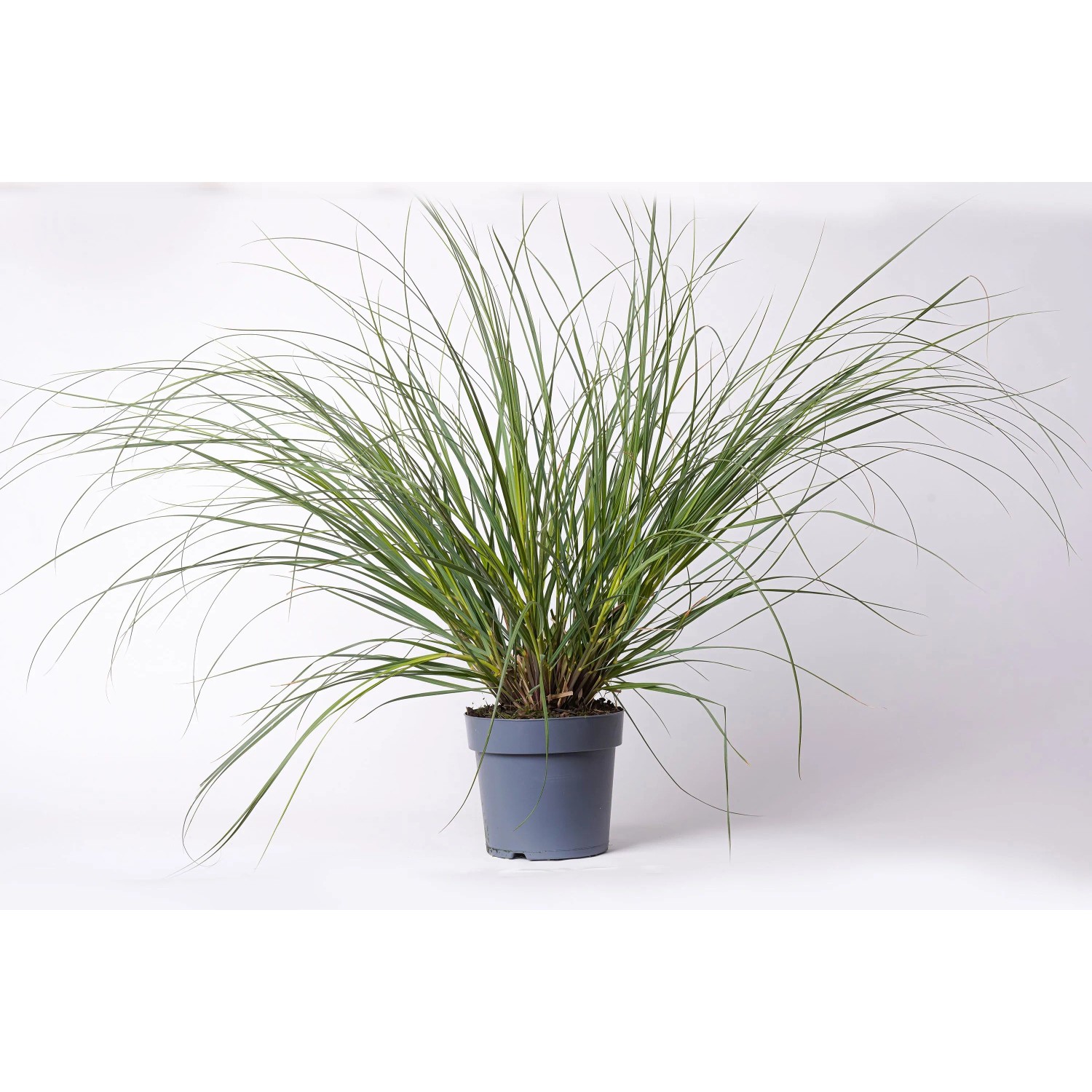 GROW BY OBI Pampasgras T23 Cortaderia selloana Evita kaufen bei OBI