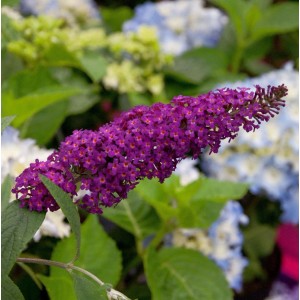 Nahaufnahme des Schmetterlingsflieder Summer Bird Magenta mit leuchtend magentafarbenen Blüten.