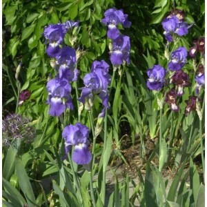 Schwertlilie Blue Rhythm - Iris barbata