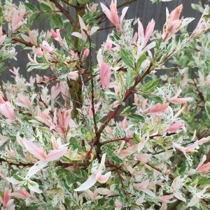 Harlekinweide 'Hakuro Nishiki' Salix integra 40 bis 50 cm im Container Rosa Austrieb