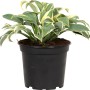 GROW by OBI Funkie, weiß-bunte Hosta im schwarzen Topf, ca. 17 cm Ø.