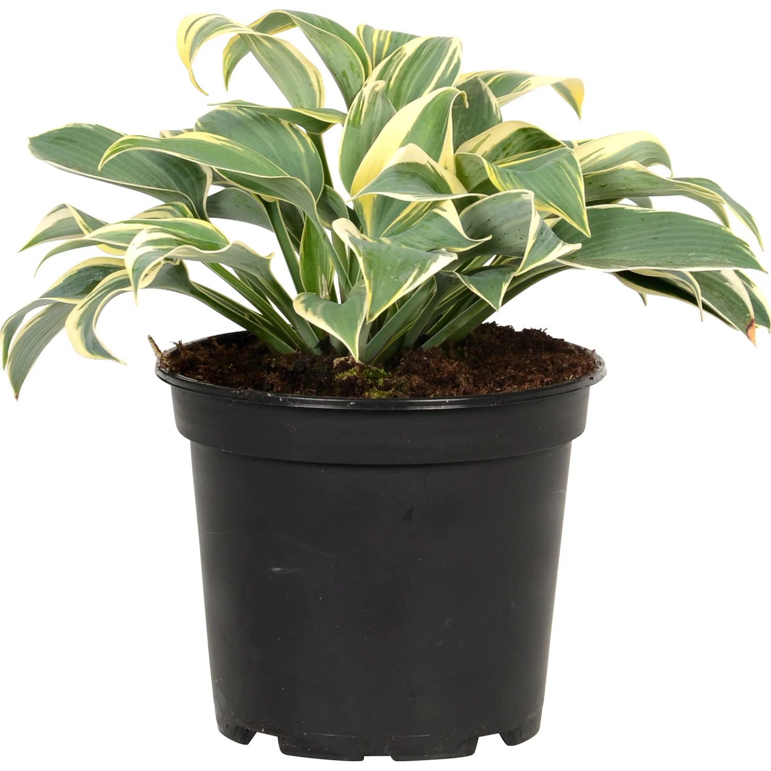 GROW by OBI Funkie, weiß-bunte Hosta im schwarzen Topf, ca. 17 cm Ø.