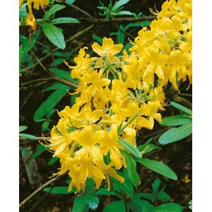 Gelb blühender Rhododendron Lutescens (70–80 cm) mit üppigen Blüten und grünen Blättern.