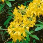 Gelb blühender Rhododendron Lutescens (70–80 cm) mit üppigen Blüten und grünen Blättern.