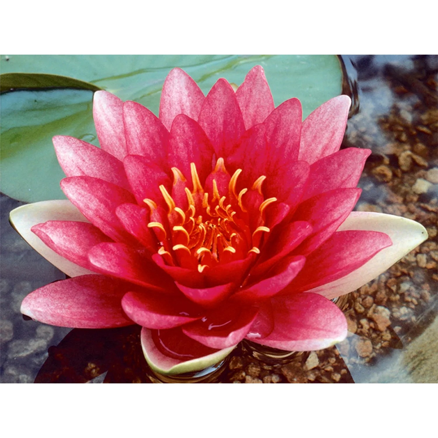 GROW by OBI Seerose "Attraction" Rot Tiefwasserzone 11 cm kaufen bei OBI