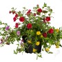 Zauberglöckchen Trio im Topf mit roten, gelben und lila Blüten. Torffreie Calibrachoa hyb.