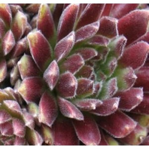 Nahaufnahme der Hauswurz 'Candy Floss' (Sempervivum tectorum) mit rot-grünen Blättern.