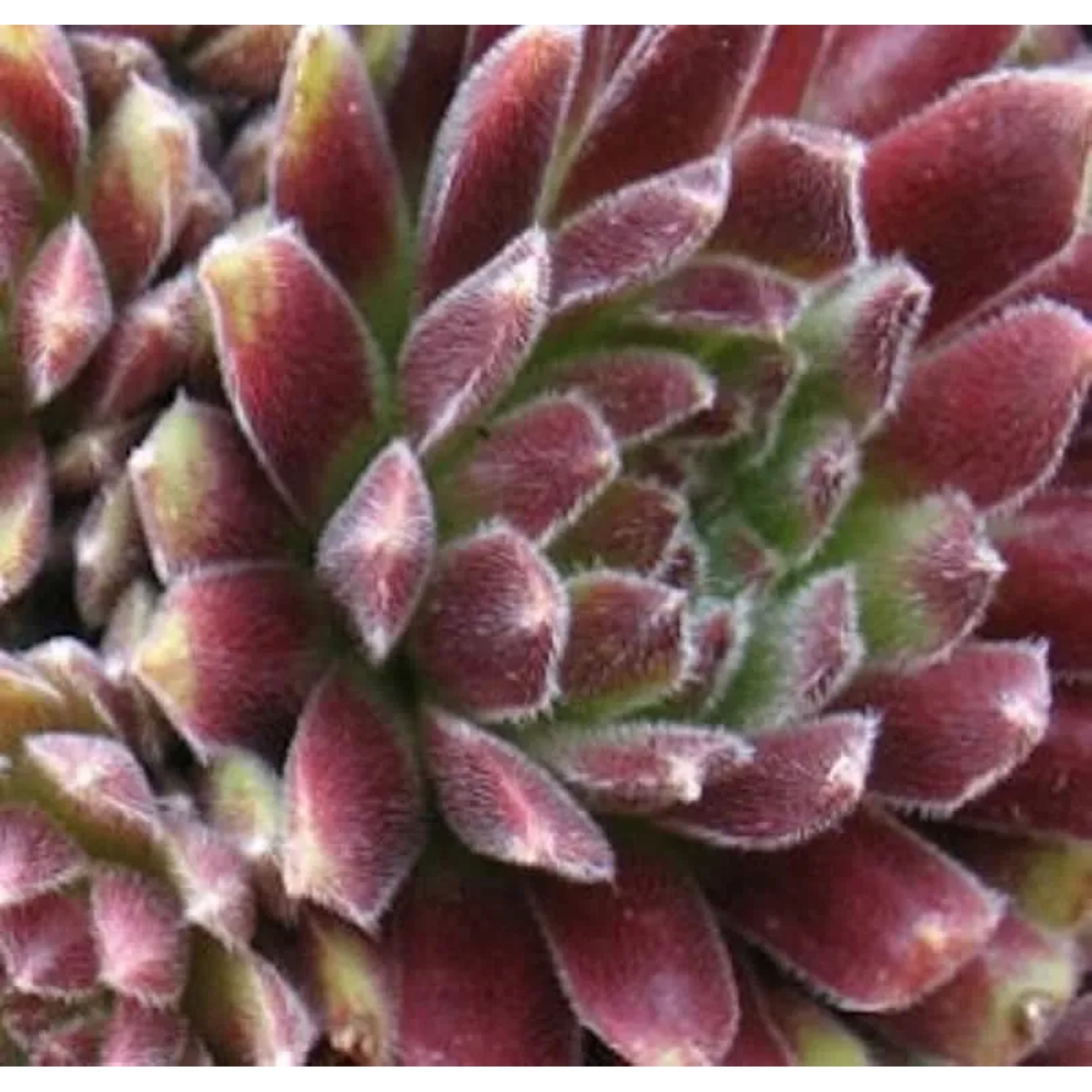 Hauswurz Candy Floss - Sempervivum tectorum
