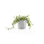 Ecopots Amsterdam Mini Pflanztopf, weißgrau, 10,5 cm, mit grüner Pflanze.