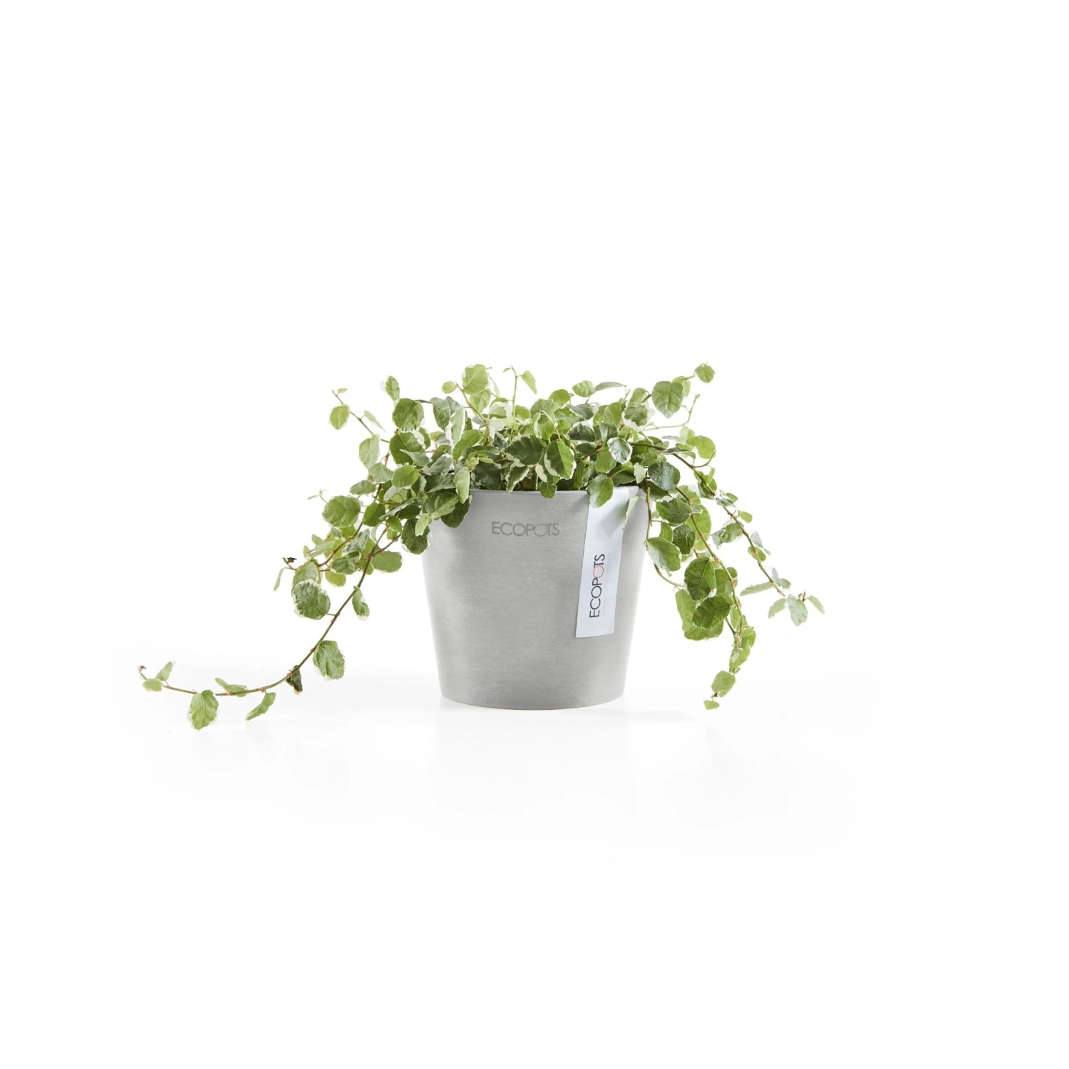Ecopots Amsterdam Mini Pflanztopf, weißgrau, 10,5 cm, mit grüner Pflanze.